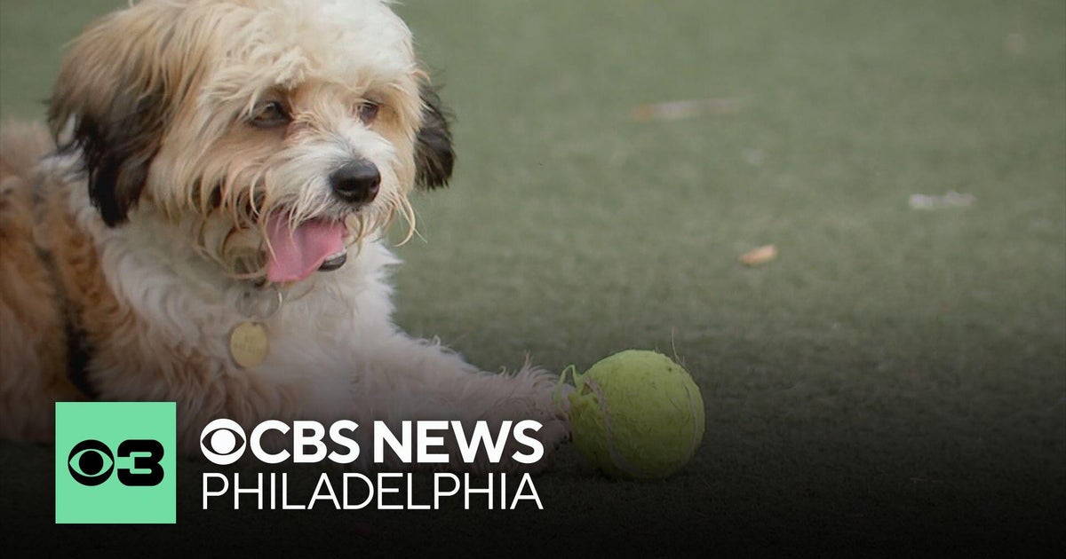 Why some dogs behave more like cats — and why that can be a good thing