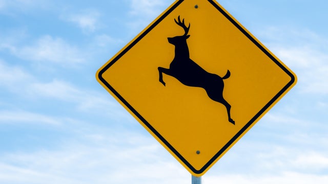 Yellow Deer crossing sign with blue sky background 