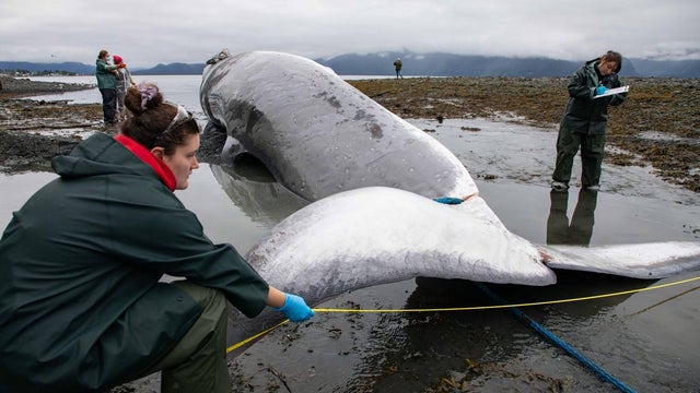 fin-whale-alaska.png 