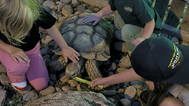howard-the-tortoise-returned-colorado-springs-pet-shop.png 