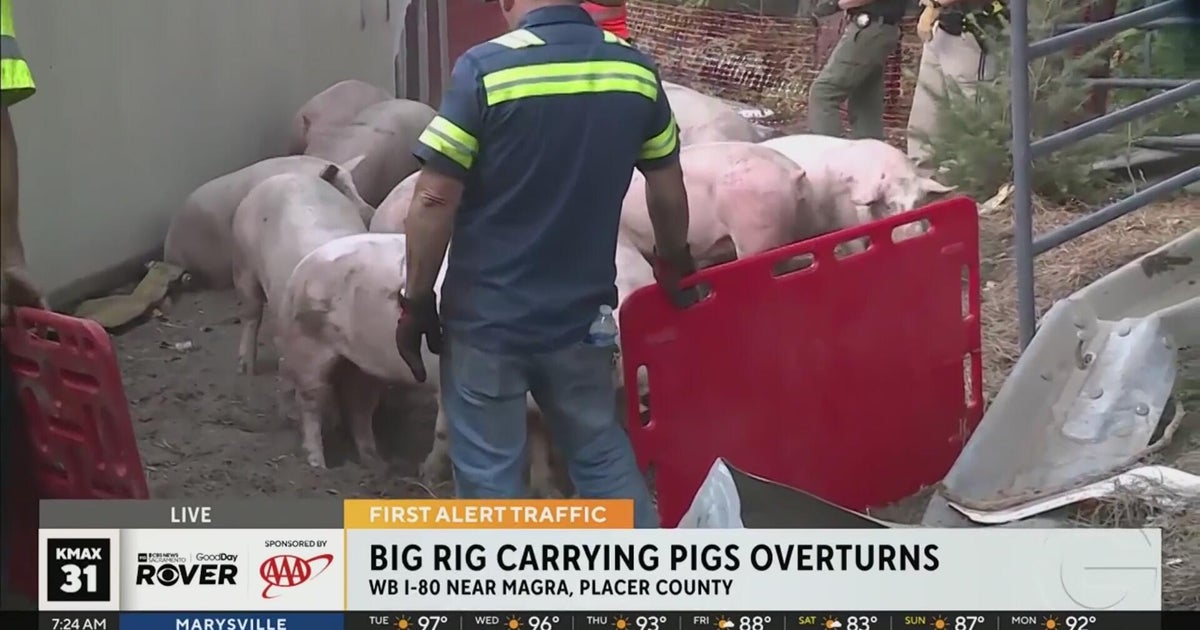 Big rig carrying pigs overturns in Placer County