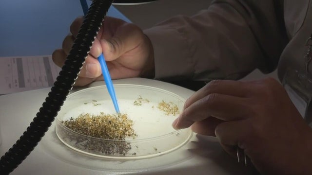 west-nile-virus-testing-mosquitoes-sj-county.jpg 
