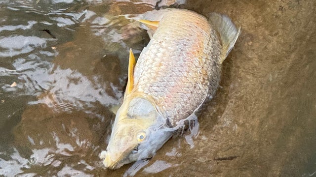 chattahoochee-fish-kill.jpg 