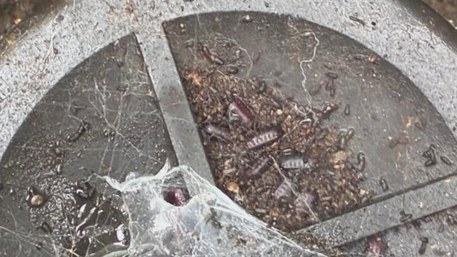 turkestan-cockroaches.jpg 