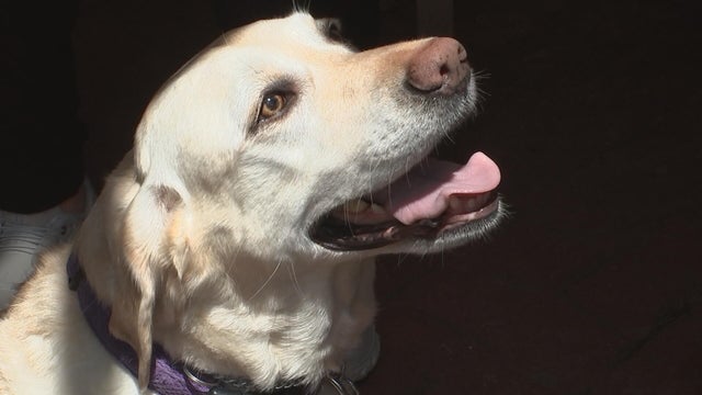 17pkg-ss-dogs-help-aphasia-patients-transfer-frame-127.jpg 