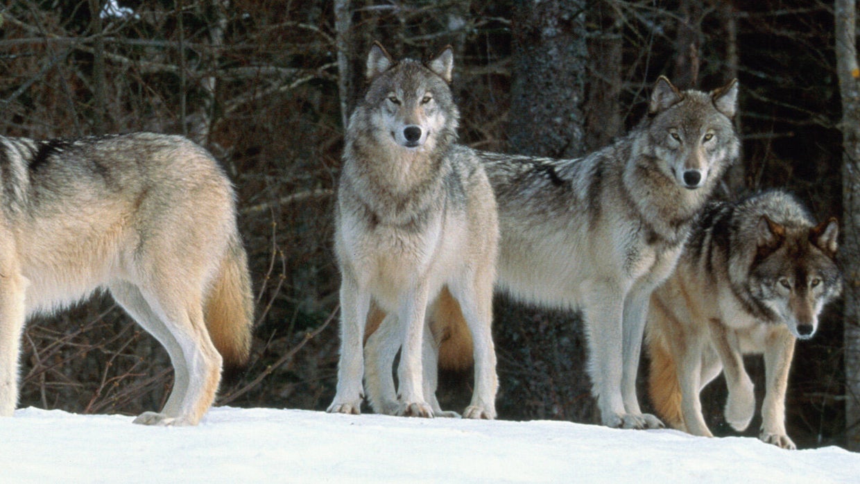 For the first time in Colorado, a collared wolf has traveled east of ...