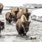Wildlife photographer shares the beauty of Yellowstone National Park through his lens