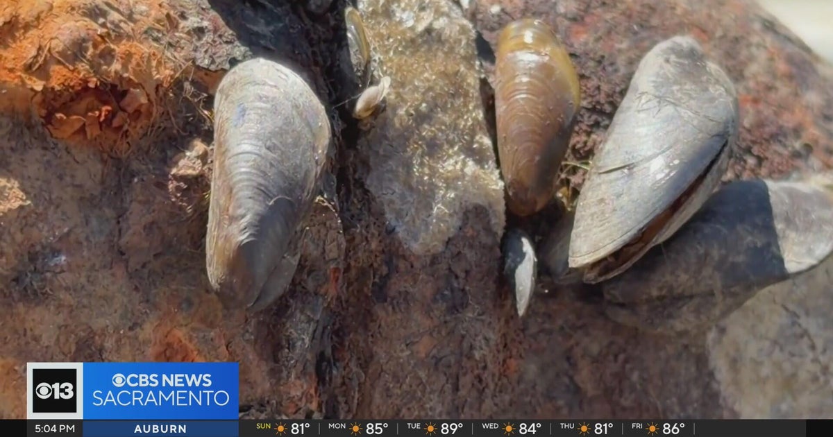 Invasive golden mussel found in West Sacramento port