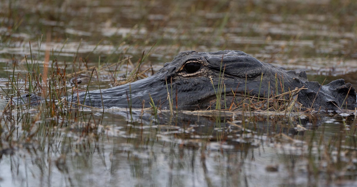 Child Bitten by Alligator in Florida's Weeki Wachee Preserve on Labor Day