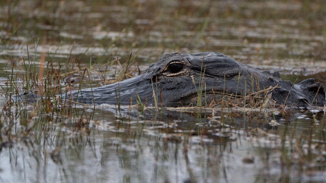 Alligators and Birdlife in Everglades National Park, Miami 