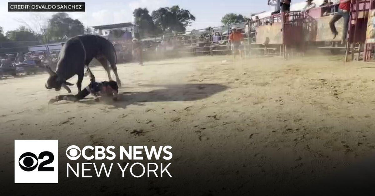Bull rider hospitalized after being thrown and then stomped at rodeo in the Bronx