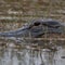 Woman killed, 2 injured in series of Florida alligator attacks