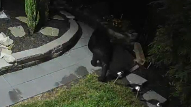 bear.png 