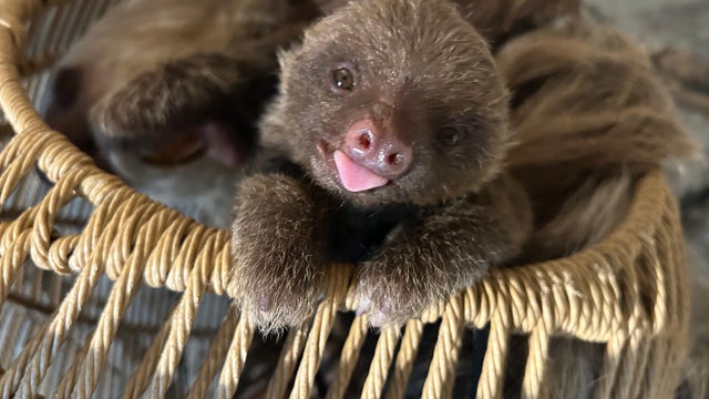sloth-tongue-out.jpg 