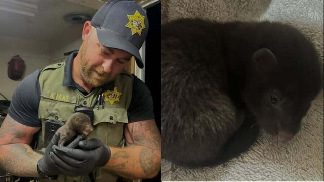 Sonoma County mink 