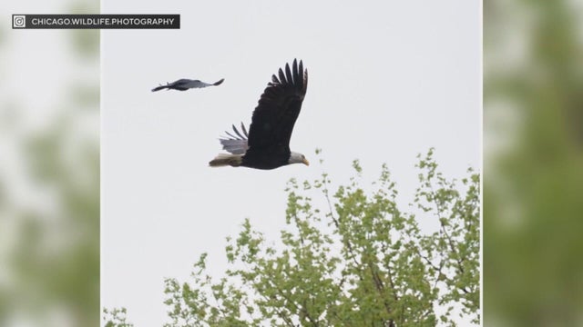 bald-eaglets-chicago.jpg 