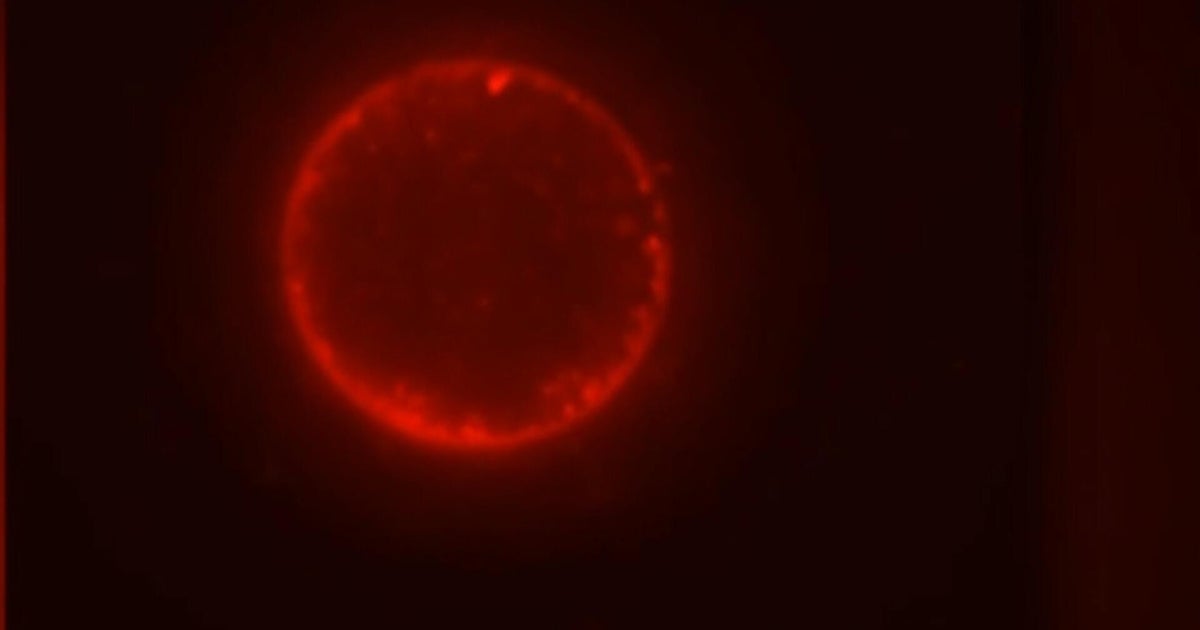 Scientists create first synthetic cell that can complete life cycle