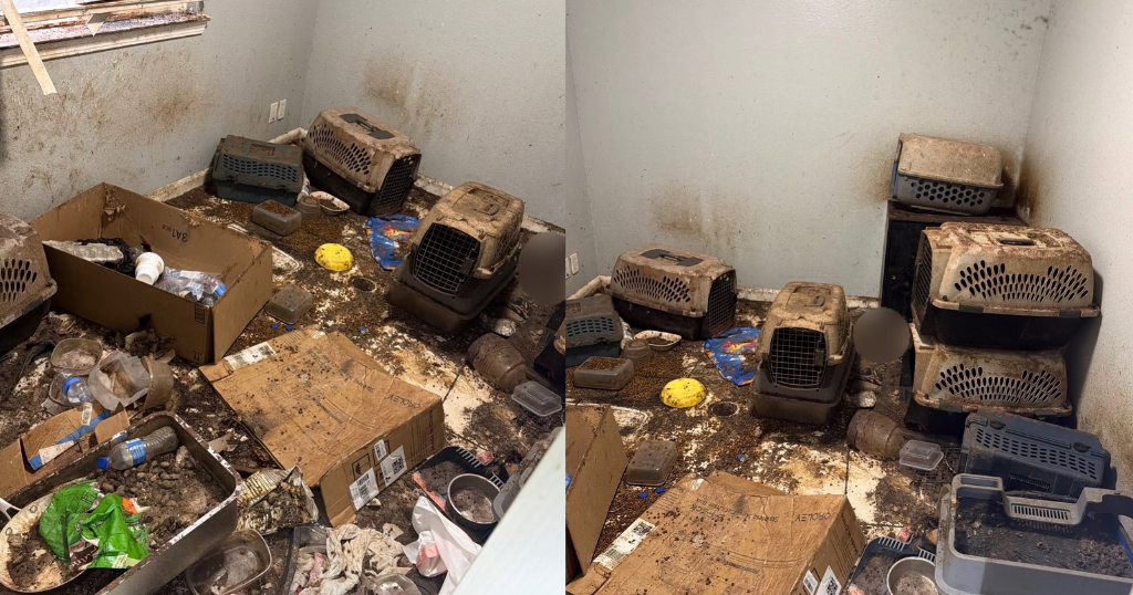9 cats found dead at Oakdale home, 1 arrested for animal cruelty