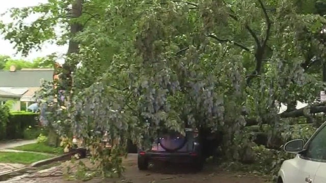 Evanston tree onto SUV 