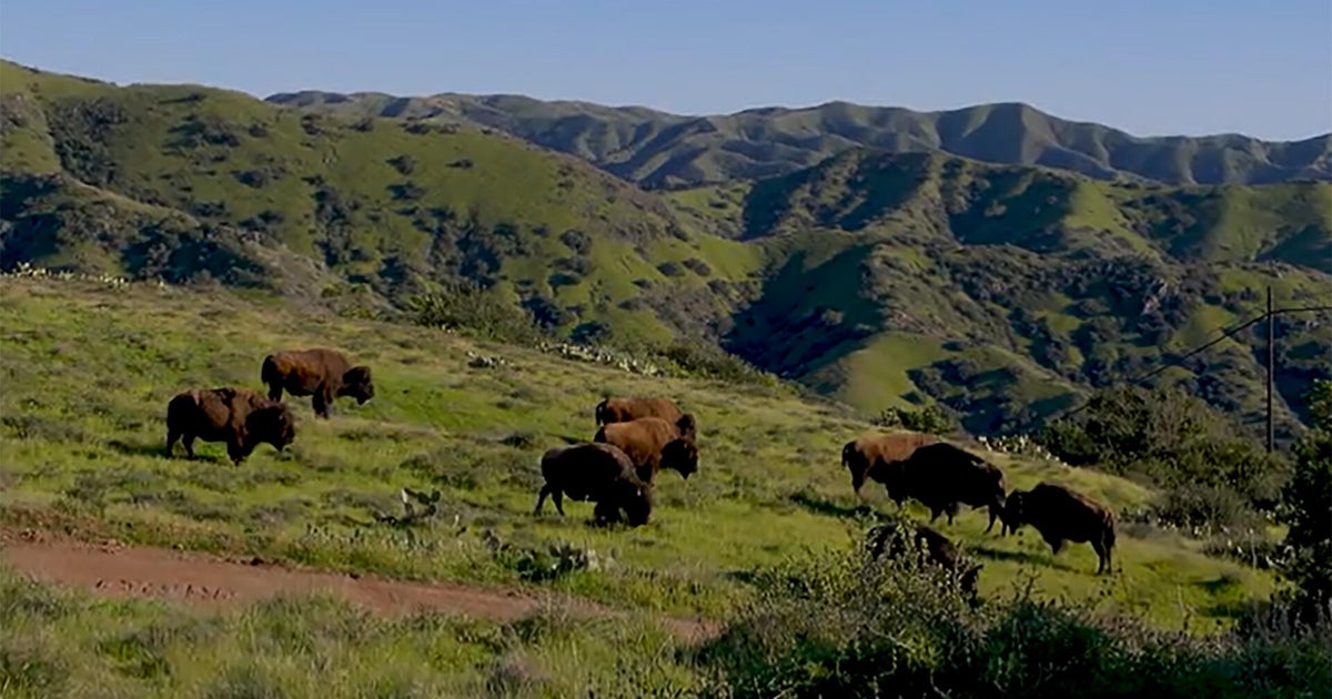 Nature: Bison on Catalina Island