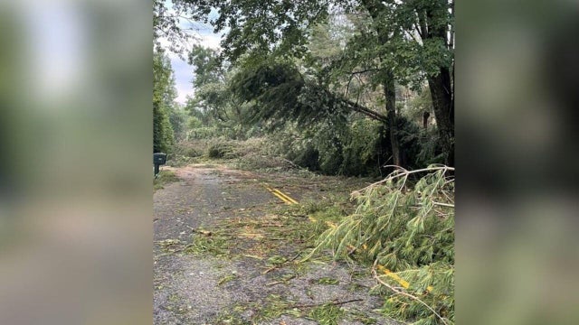 downed-tree.jpg 