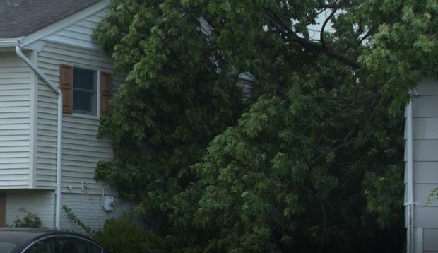 downed-tree.jpg 