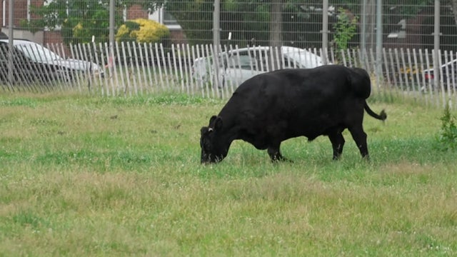 nycfarm.jpg 