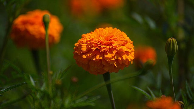 Marigold Flowers Bloom Ahead Of Tihar Festival In Nepal 