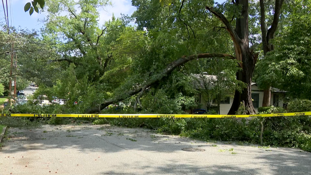 tree-damage-1.png 