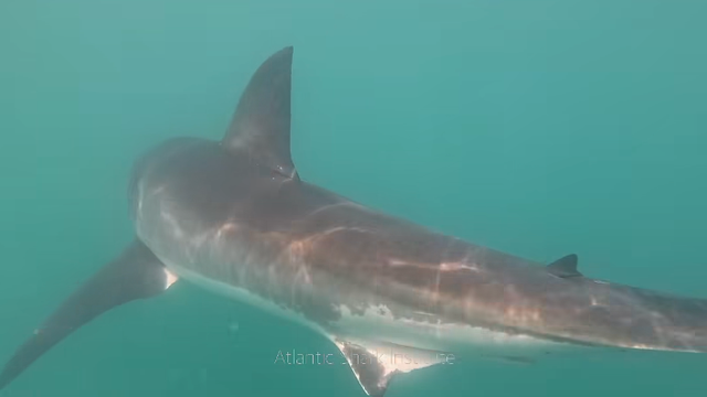 atlantic-shark-institute.png 