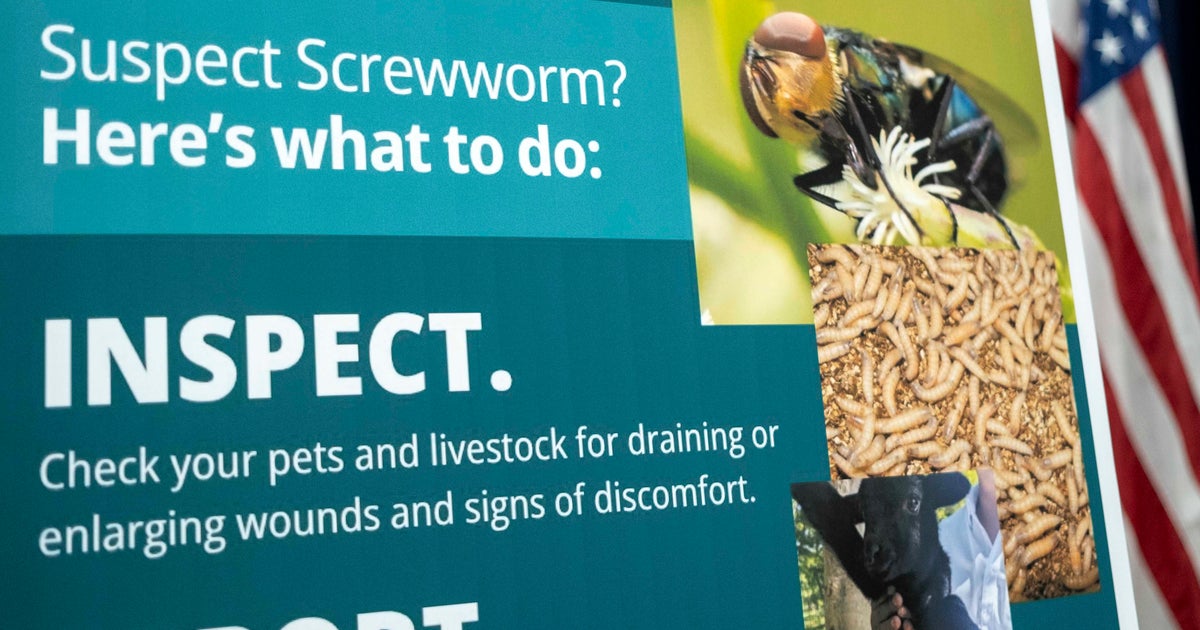 Flesh-eating screwworms are spreading in Texas. Here's how to spot the signs in ...