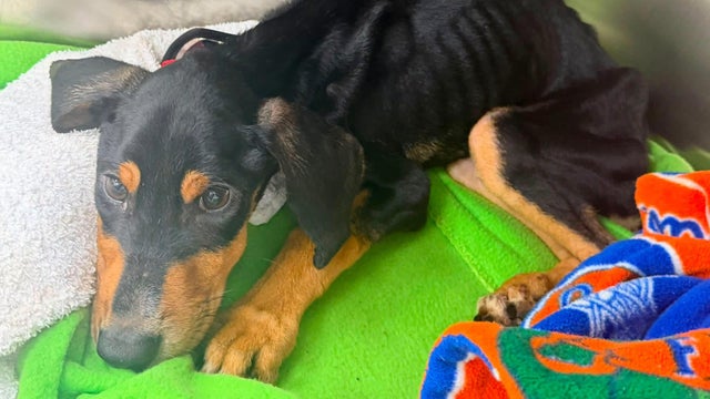cbsmiami-animal-cruelty-main-1.jpg 