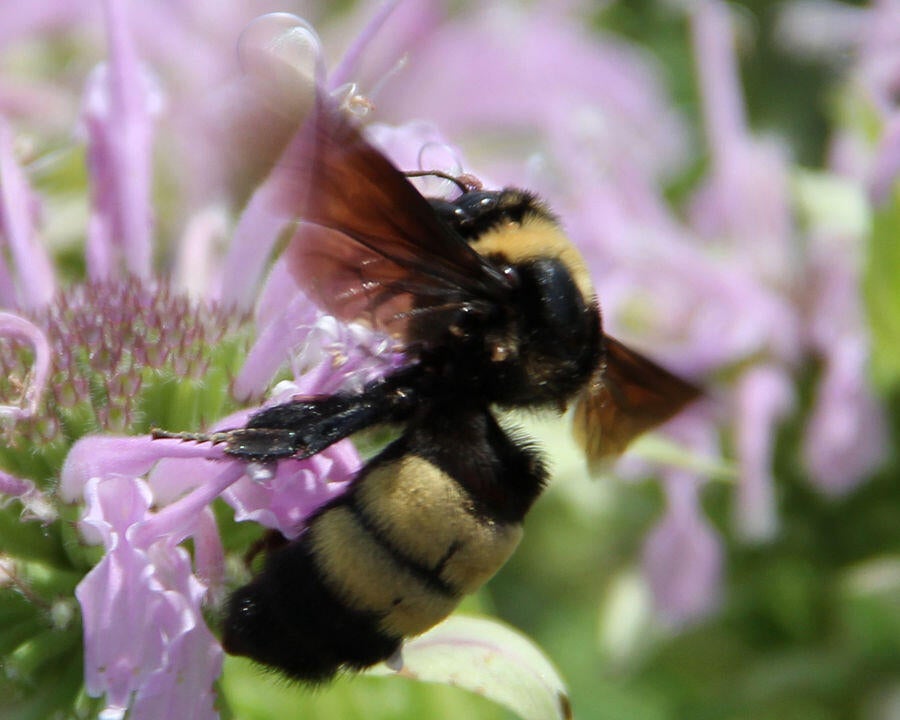 Black and gold bumblebee officially designated Illinois State Bee - CBS ...