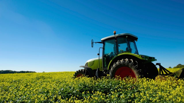 A tractor in a field of yellow flowering crops. 