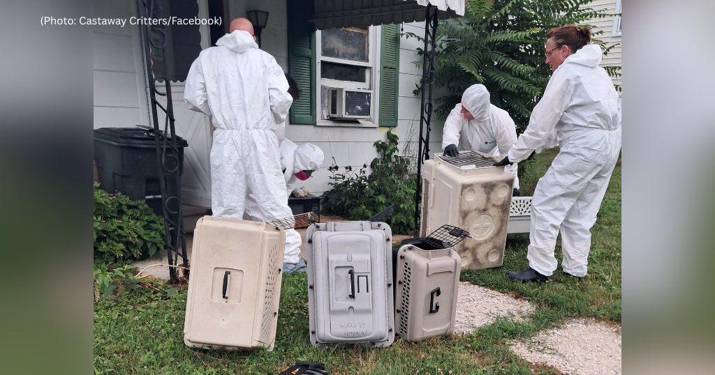 Rescue pulls 8 cats from 