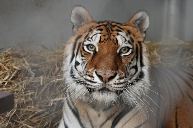 Sitara, Oakland Zoo tiger 
