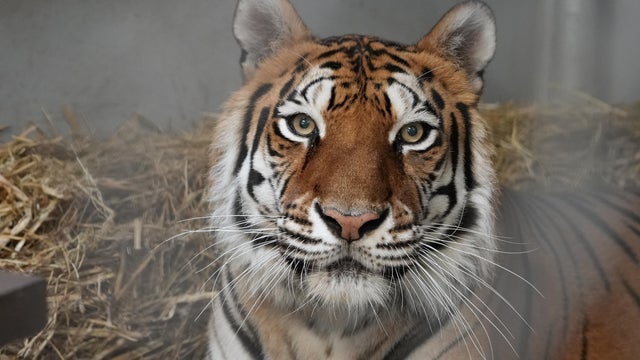 Sitara, Oakland Zoo tiger 