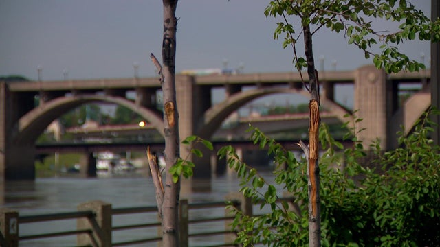 6p-pkg-stp-tree-vandalism-wccoaude.jpg 