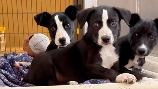 Livermore abandoned puppies
