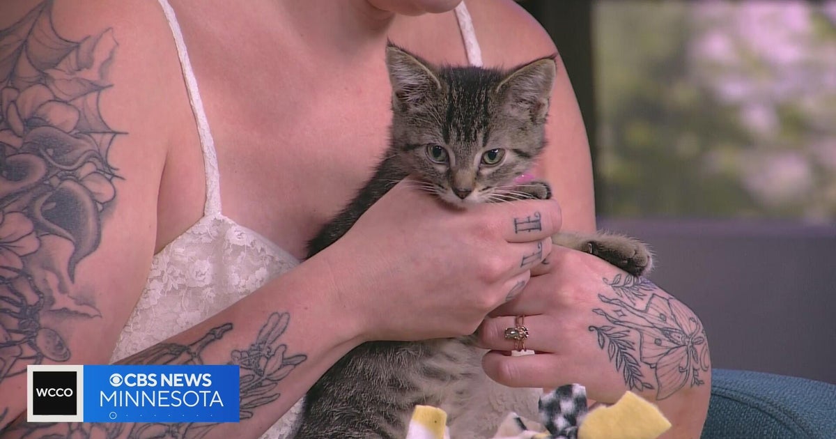 It's National Kitten Day, and we've got 3 adorable representatives on set