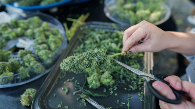 selective focus free hand using scissor trimming fresh Cannabis bud Homegrown 