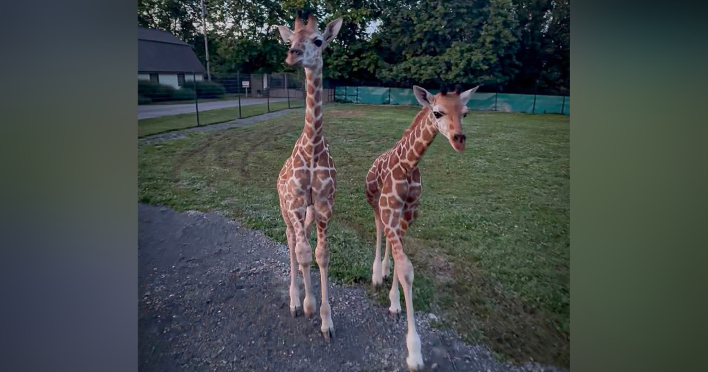 2 orphaned giraffes welcomed at Keystone Safari