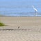 Nature: Cape May National Wildlife Refuge