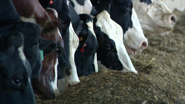 Minnesota dairy farmers turn to tech to keep cows cool in extreme heat