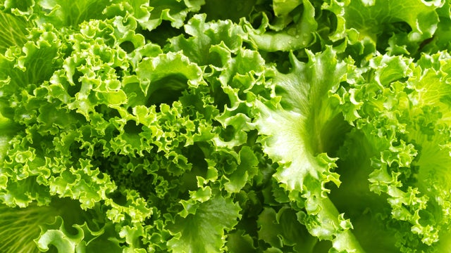 Green romaine lettuce leaves 