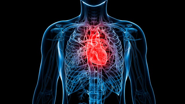 Human heart illustration 