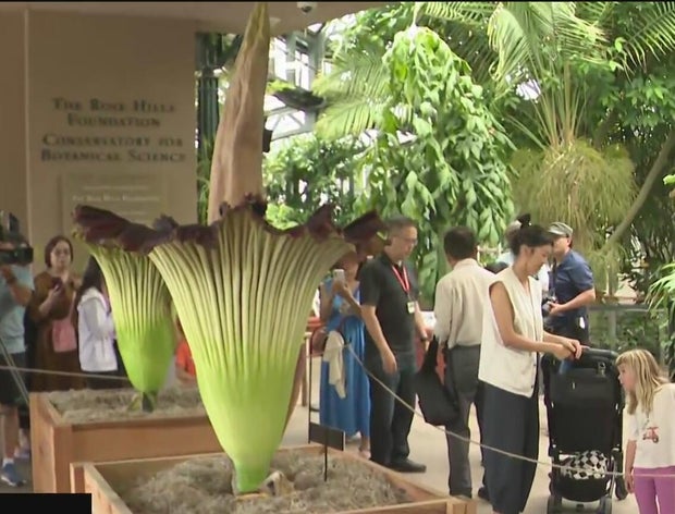 corpse-flower.jpg