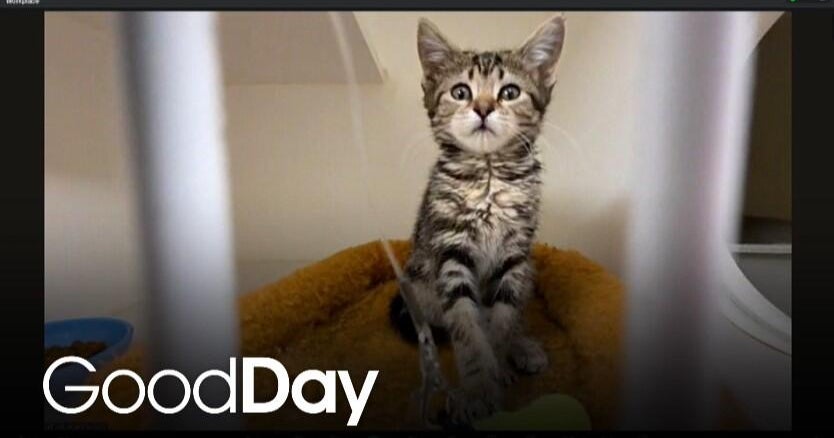These adorable kittens are looking for a forever home!
