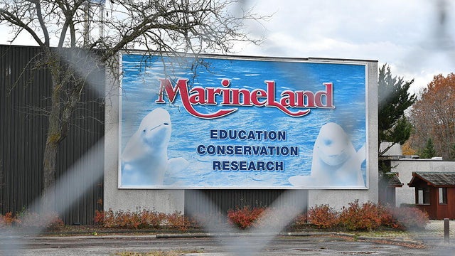 CANADA-MARINELAND-BELUGAS 