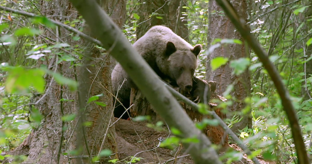 Grizzlies | 60 Minutes Archive